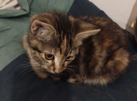 Taby kitten for sale