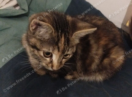 Playful and loving Kitten for sale