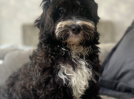 Maltipoo last boy!