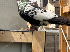 Afghan and Lahore pigeons
