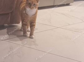 Ginger cat