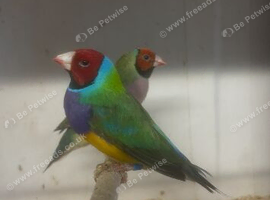 Pair of Goldian finches