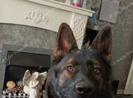 German Shepard for stud
