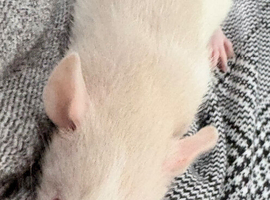 3 males left. Baby Dumbo straight and Rex/husky rats