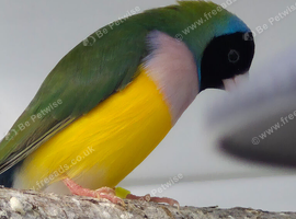 2 Gouldian cock birds