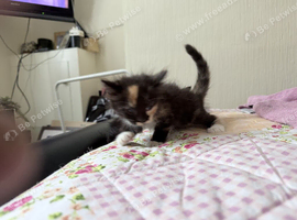 Beautiful fluffy little girl