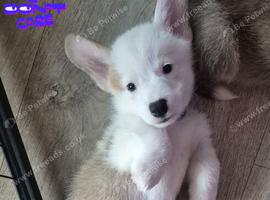 Pembrokeshire Welsh Corgi puppies