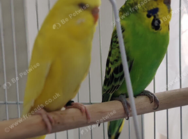Budgies