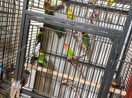 Baby lovebirds