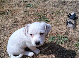 Chihuahua x mam dad borderline terrier