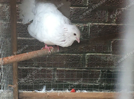 Pigeon for sale