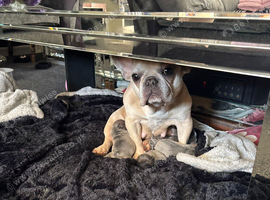 French bulldog cross Chihuahua