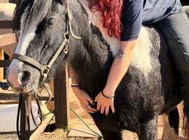 Heavy cob mare