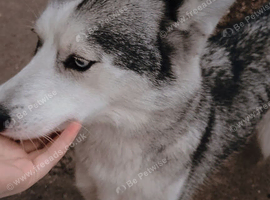 Small female husky