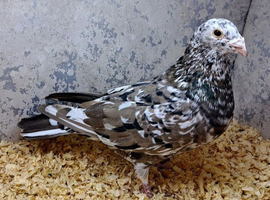 Almond rare colour racing cock