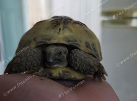 Tortoise