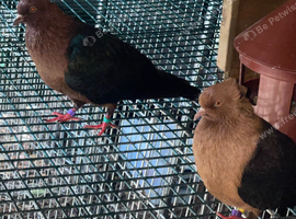 Pair of Archangel pigeons with squab