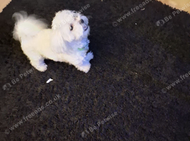 Maltese 1yr old
