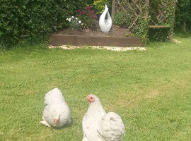 Lavinder pekins for sale !!!