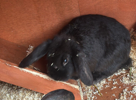 Female mini lop