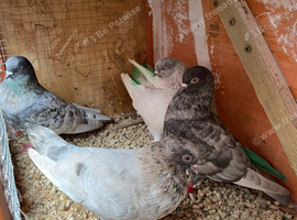 Tumbler pigeons for sale