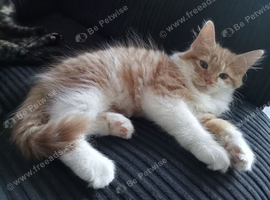 Ginger and White Fluffy Tabby boy 10 weeks old