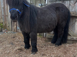 Pedigree mini Shetland gelding