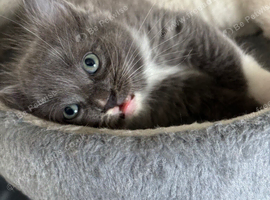 Ragdoll kittens born 10/07/26