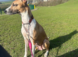 Female 5 year old lurcher
