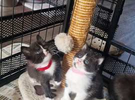Tuxedo kittens