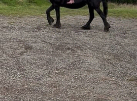 For sale Athena beautiful frisian mare