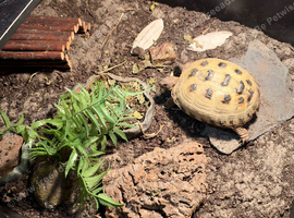 Horsefield tortoise
