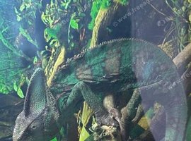 Male veiled Chameleon