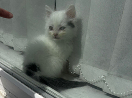 3 beautiful kittens 2 girls 1 boy