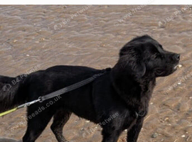Cocker chow (not small I would say medium)