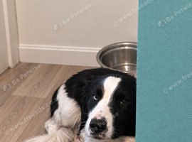 Lovely collie x