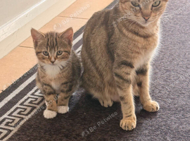 Tabby kittens