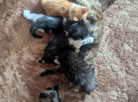 4 adorable kittens for sale