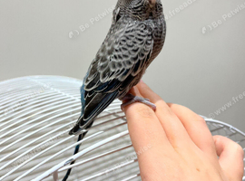 BW/BF budgies