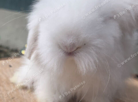 Super fluffy baby bunnies teddywidders last 2x girls