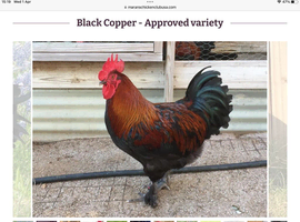 Pure breed French copper black Marans cockerel