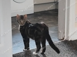 Female cat