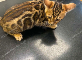 Bengal Kitten