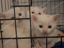 3 small kittens