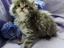 Mainecoons 1 boy and 1 girl left