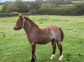 Welsh Section A colt Foal