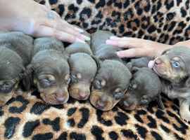 Beautiful chunky chocolate litter