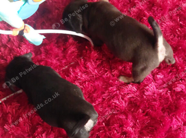 3 male one female