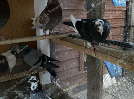 Pigeons for sell