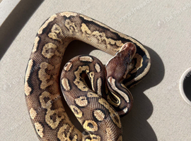 Cb26 Female pewter yellowbelly het Dg ph pied